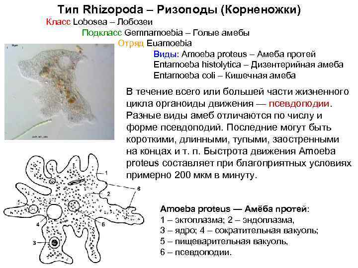 Простейшие подробно