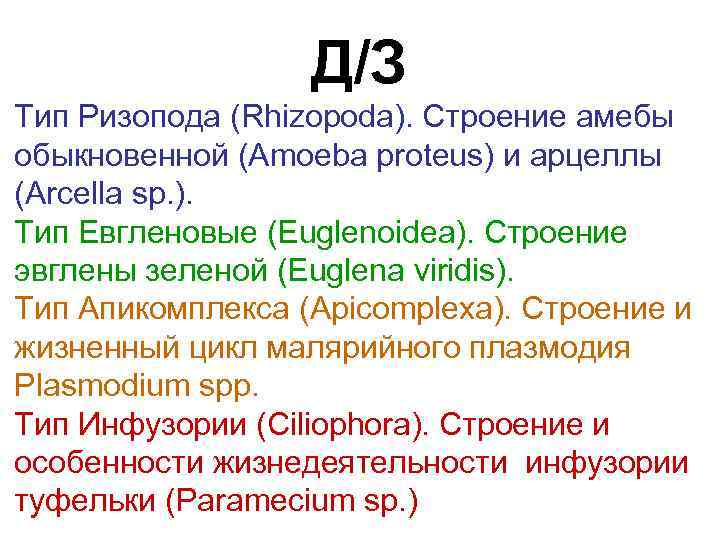 Д/З Тип Ризопода (Rhizopoda). Строение амебы обыкновенной (Amoeba proteus) и арцеллы (Arcella sp. ).