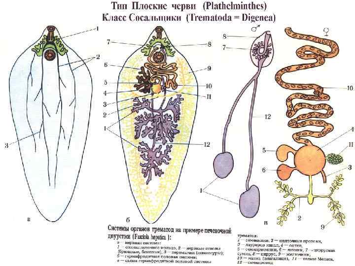 Какой тип питания характерен для амебы обыкновенной изображенной на рисунке обоснуйте свой