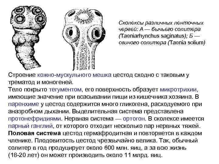 Сколексы различных ленточных червей: А — бычьего солитера (Taeniarhynchus saginatus); Б — свиного солитера