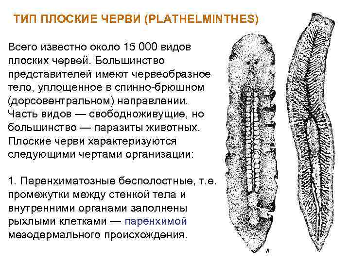 ТИП ПЛОСКИЕ ЧЕРВИ (PLATHELMINTHES) Всего известно около 15 000 видов плоских червей. Большинство представителей