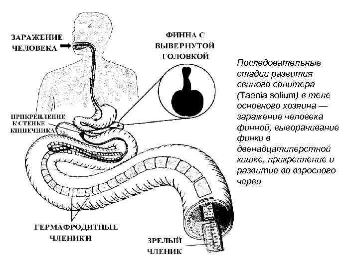 Последовательные стадии развития свиного солитера (Taenia solium) в теле основного хозяина — заражение человека
