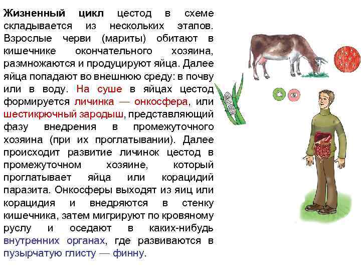 Жизненный цикл цестод обобщенная схема