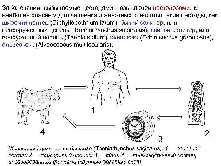 Заболевания, вызываемые цестодами, называются цестодозами. К наиболее опасным для человека и животных относятся такие