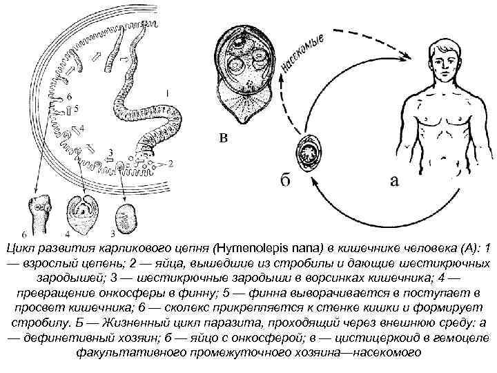 Рассмотрите рисунок на котором представлен цикл развития бычьего цепня и ответьте на вопросы какой