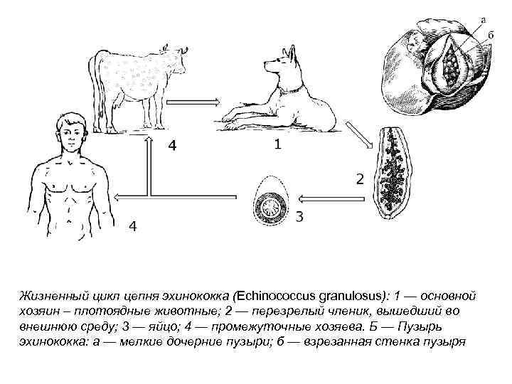 Жизненный цикл бычьего цепня рисунок с подписями