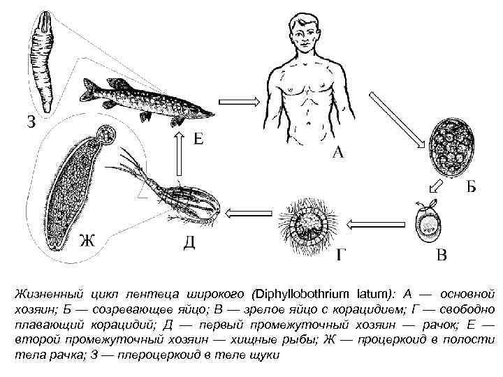 Жизненный цикл лентеца широкого (Diphyllobothrium latum): А — основной хозяин; Б — созревающее яйцо;