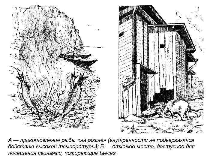 А — приготовление рыбы «на рожне» (внутренности не подвергаются действию высокой температуры); Б —