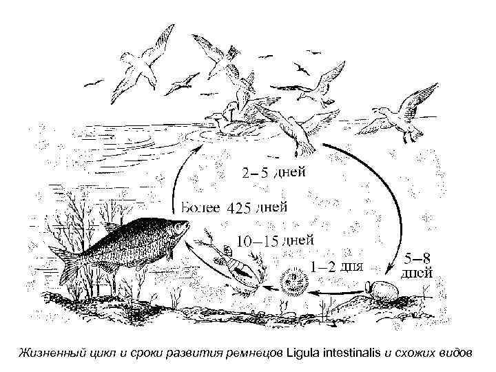 Жизненный цикл и сроки развития ремнецов Ligula intestinalis и схожих видов 