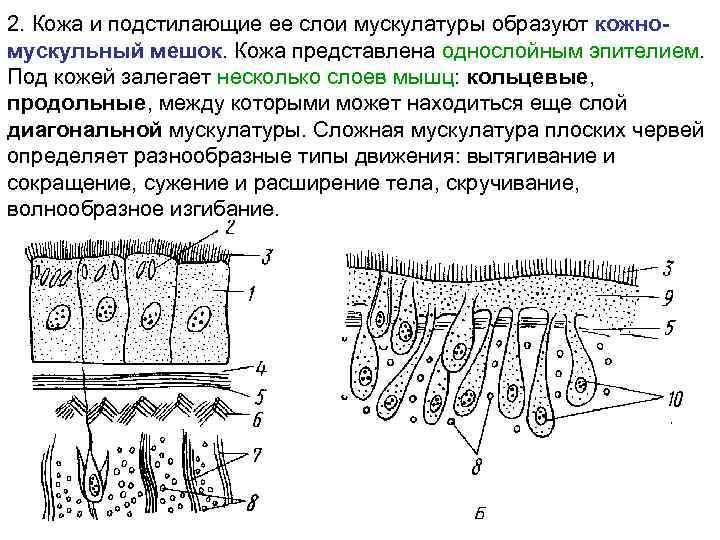 2. Кожа и подстилающие ее слои мускулатуры образуют кожномускульный мешок. Кожа представлена однослойным эпителием.