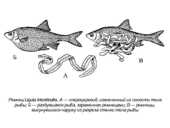 Ремнец Ligula intestinalis. А — плероцеркоид, извлеченный из полости тела рыбы; Б — раздувшаяся