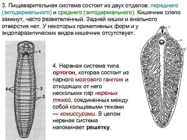 3. Пищеварительная система состоит из двух отделов: переднего (эктодермального) и среднего (энтодермального). Кишечник слепо