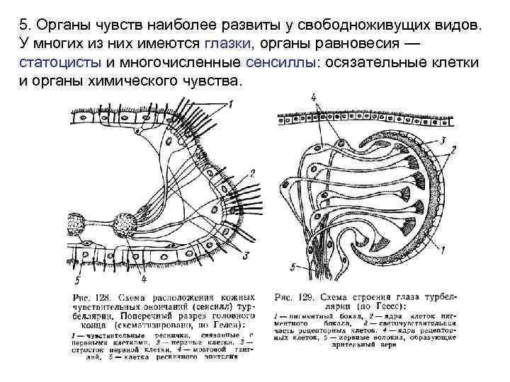 5. Органы чувств наиболее развиты у свободноживущих видов. У многих из них имеются глазки,