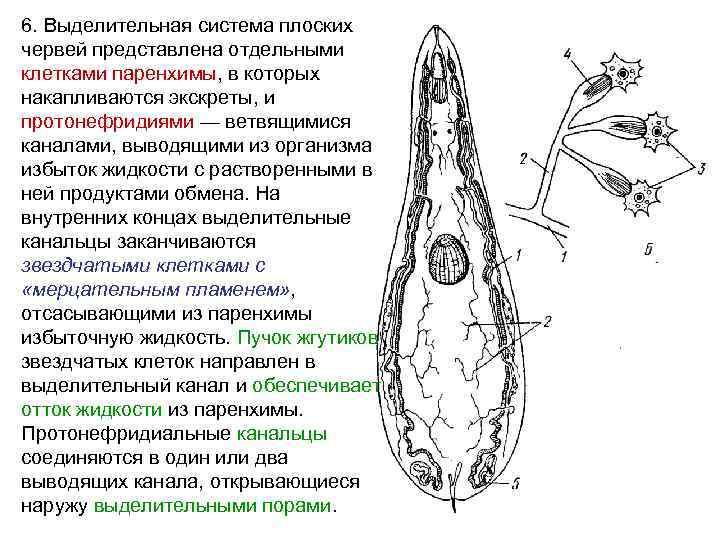 6. Выделительная система плоских червей представлена отдельными клетками паренхимы, в которых накапливаются экскреты, и