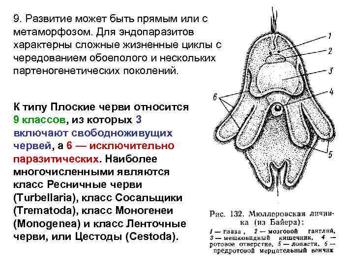 9. Развитие может быть прямым или с метаморфозом. Для эндопаразитов характерны сложные жизненные циклы