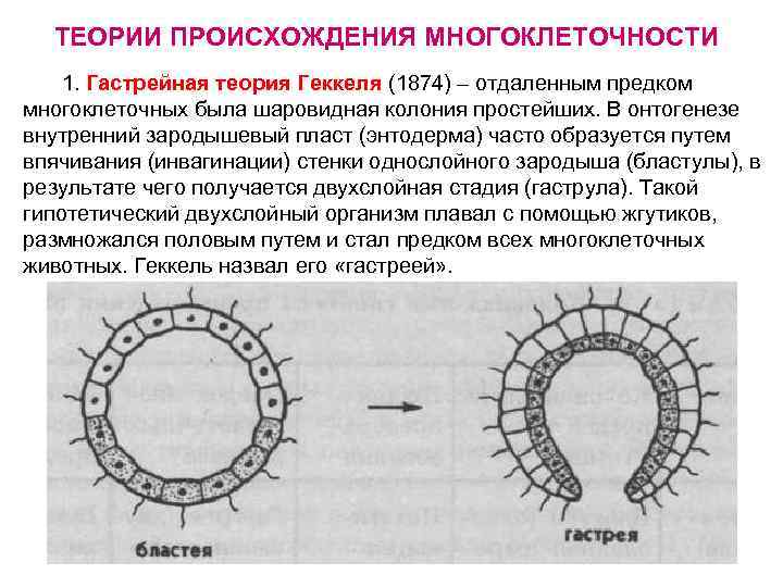 ТЕОРИИ ПРОИСХОЖДЕНИЯ МНОГОКЛЕТОЧНОСТИ 1. Гастрейная теория Геккеля (1874) – отдаленным предком многоклеточных была шаровидная