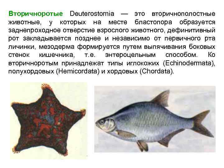 Вторичноротые Deuterostomia — это вторичнополостные животные, у которых на месте бластопора образуется заднепроходное отверстие