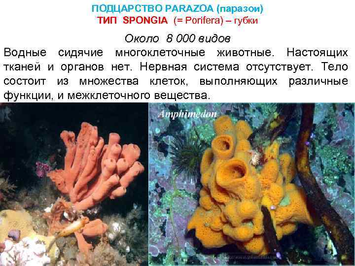 ПОДЦАРСТВО PARAZOA (паразои) ТИП SPONGIA (= Porifera) – губки Около 8 000 видов Водные