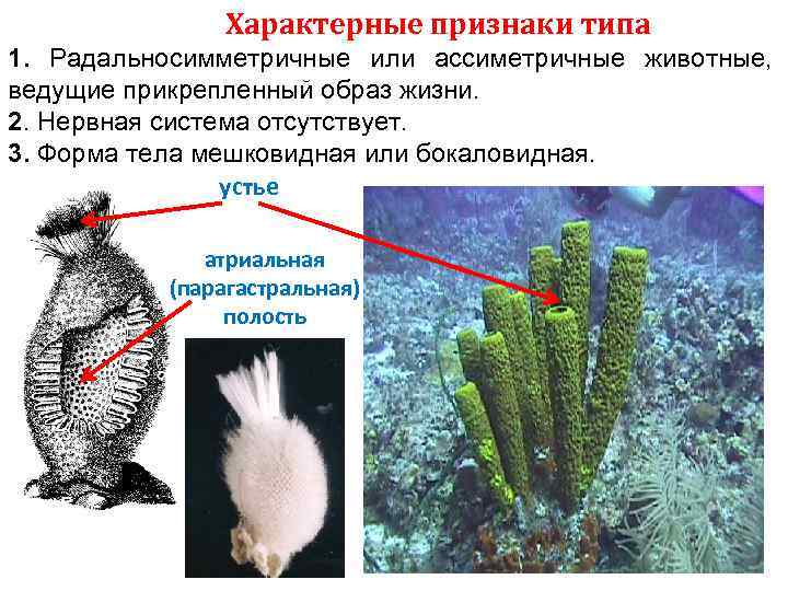 Характерные признаки типа 1. Радальносимметричные или ассиметричные животные, ведущие прикрепленный образ жизни. 2. Нервная