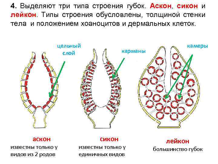 4. Выделяют три типа строения губок. Аскон, сикон и лейкон. Типы строения обусловлены, толщиной