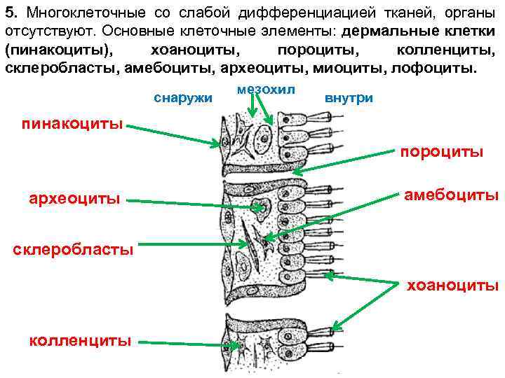 5. Многоклеточные со слабой дифференциацией тканей, органы отсутствуют. Основные клеточные элементы: дермальные клетки (пинакоциты),