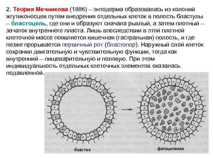 2. Теория Мечникова (1886) – энтодерма образовалась из колоний жгутиконосцев путем внедрения отдельных клеток