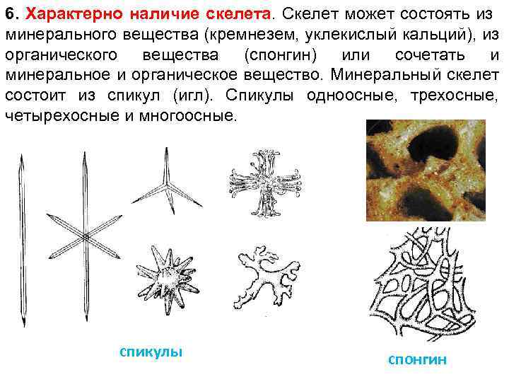 6. Характерно наличие скелета. Скелет может состоять из минерального вещества (кремнезем, уклекислый кальций), из