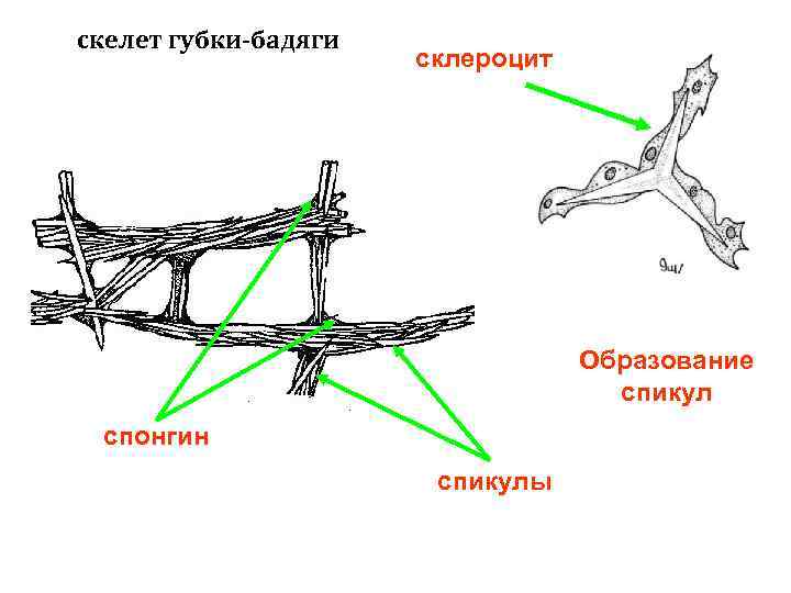 скелет губки-бадяги склероцит Образование спикул спонгин спикулы 