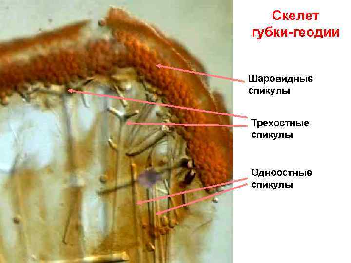 Скелет губки-геодии Шаровидные спикулы Трехостные спикулы Одноостные спикулы 