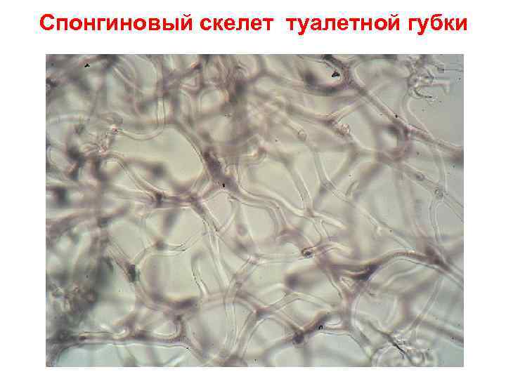 Спонгиновый скелет туалетной губки 