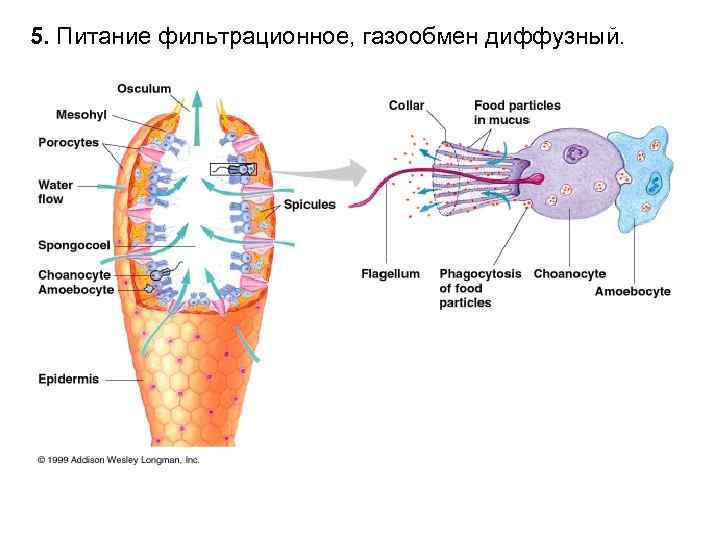 5. Питание фильтрационное, газообмен диффузный. 