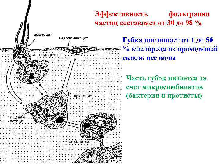 Эффективность фильтрации частиц составляет от 30 до 98 % Губка поглощает от 1 до