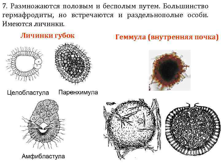 7. Размножаются половым и бесполым путем. Большинство гермафродиты, но встречаются и раздельнополые особи. Имеются