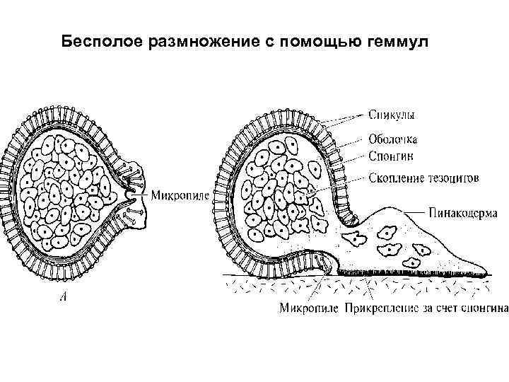 Бесполое размножение с помощью геммул 