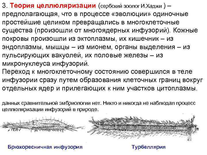 3. Теория целлюляризации (сербский зоолог И. Хаджи ) – предполагающая, что в процессе «эволюции»