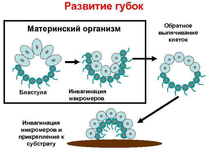 Развитие губок Материнский организм Бластула Инвагинация микромеров и прикрепление к субстрату Инвагинация макромеров Обратное