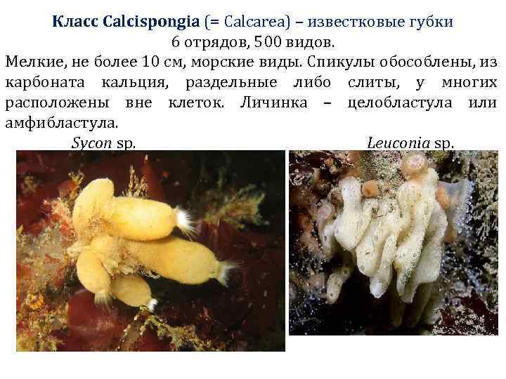 Класс Calcispongia (= Calcarea) – известковые губки 6 отрядов, 500 видов. Мелкие, не более