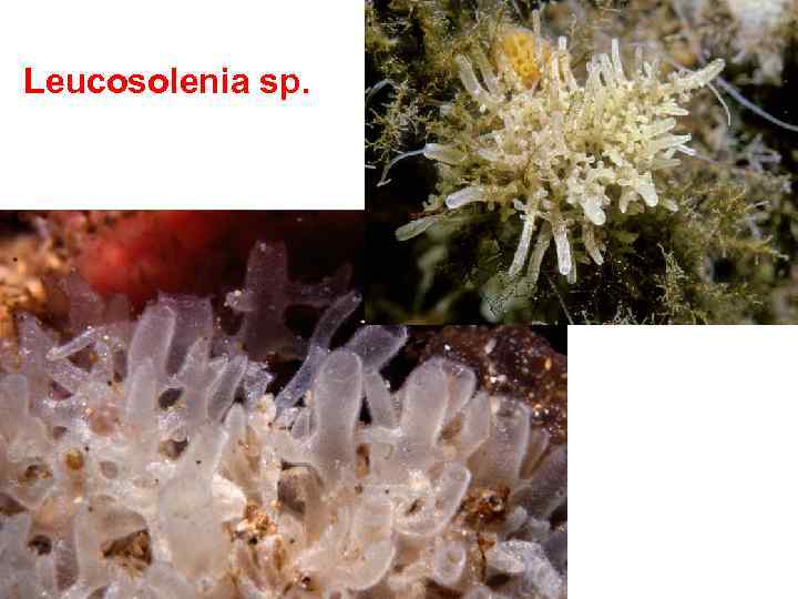 Leucosolenia sp. 