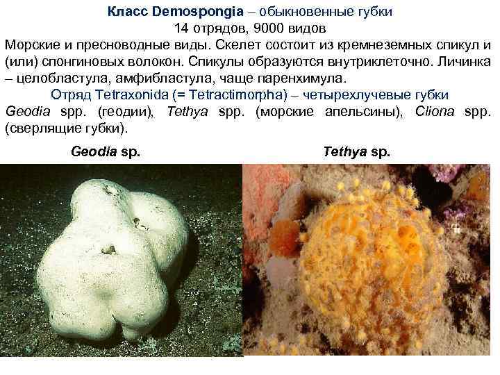 Класс Demospongia – обыкновенные губки 14 отрядов, 9000 видов Морские и пресноводные виды. Скелет