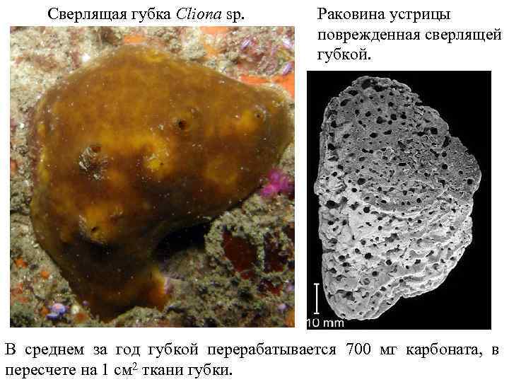 Сверлящая губка Cliona sp. Раковина устрицы поврежденная сверлящей губкой. В среднем за год губкой