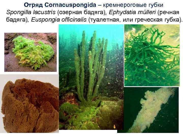 Отряд Cornacuspongida – кремнероговые губки Spongilla lacustris (озерная бадяга), Ephydatia mülleri (речная бадяга), Euspongia