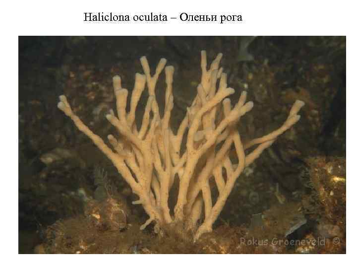 Haliclona oculata – Оленьи рога 