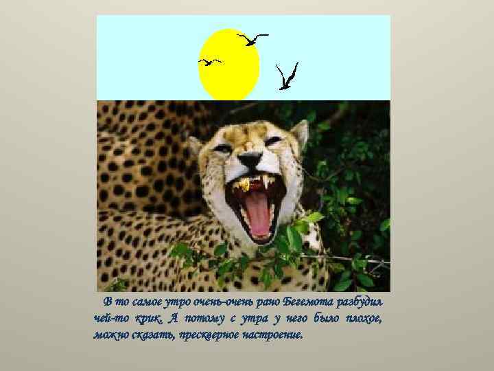 В то самое утро очень рано Бегемота разбудил чей то крик. А потому с