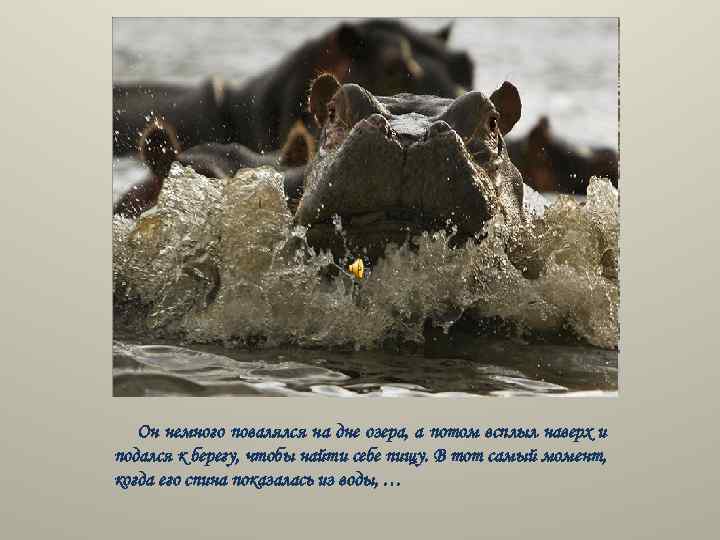 Он немного повалялся на дне озера, а потом всплыл наверх и подался к берегу,