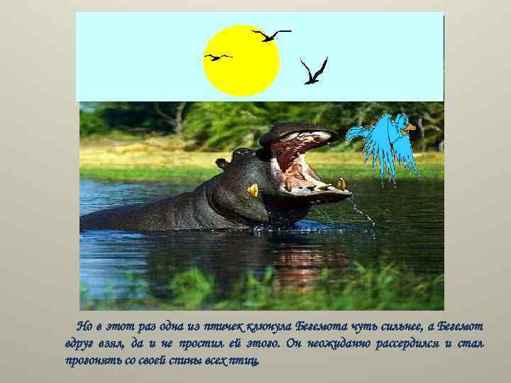 Но в этот раз одна из птичек клюнула Бегемота чуть сильнее, а Бегемот вдруг