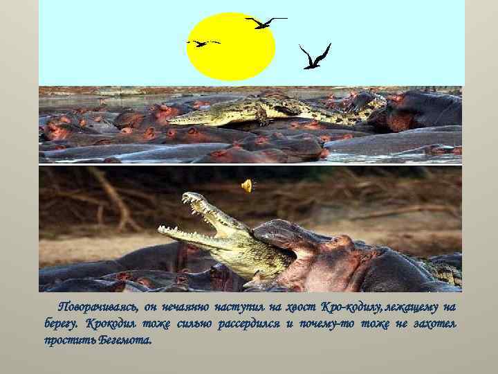 Поворачиваясь, он нечаянно наступил на хвост Кро кодилу, лежащему на берегу. Крокодил тоже сильно