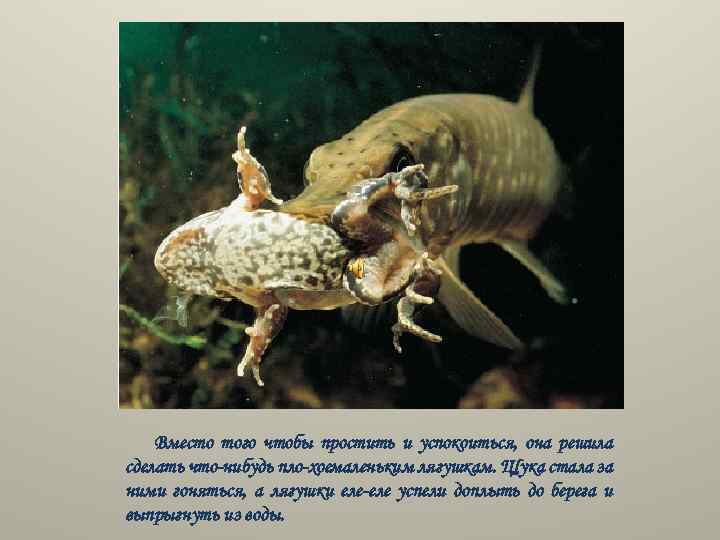 Вместо того чтобы простить и успокоиться, она решила сделать что нибудь пло хоемаленьким лягушкам.