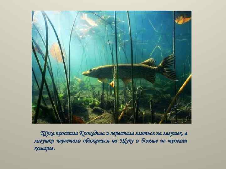 Щука простила Крокодила и перестала злиться на лягушек, а лягушки перестали обижаться на Щуку