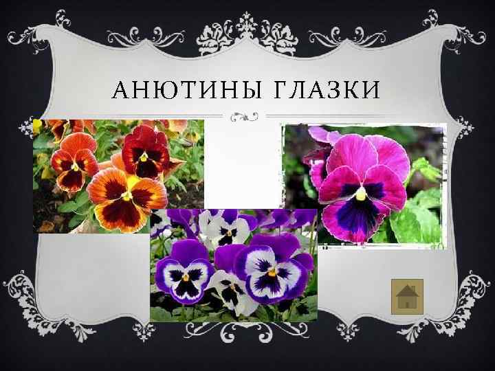 АНЮТИНЫ ГЛАЗКИ 