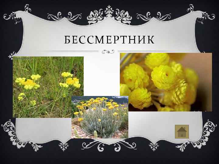 БЕССМЕРТНИК 